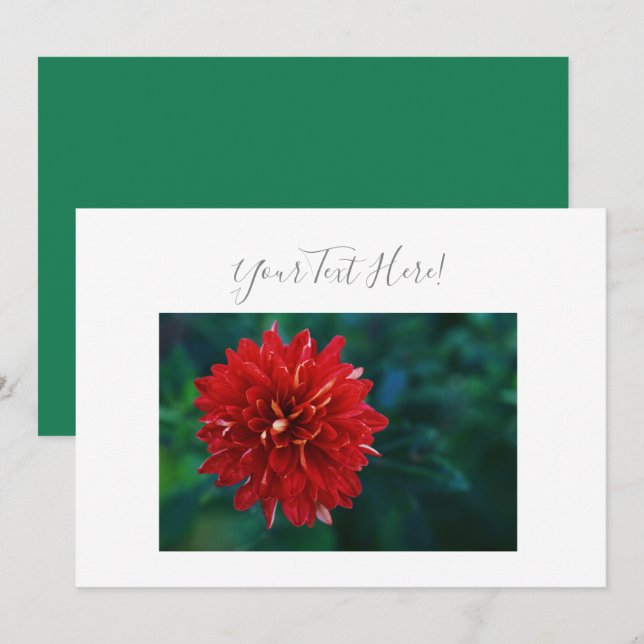 Your Text Gorgeous Red Dahlia Flower Invitation (Front/Back)