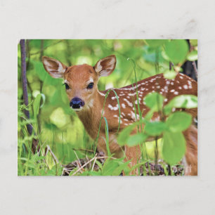 You're a Deer Postcard