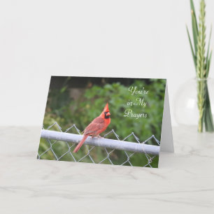 You're in My Prayers   Cardinal Photography Card