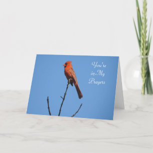You're in My Prayers   Cardinal Photography Card