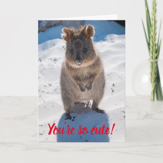 You're So Cute Quokka on the Beach Valentine Card (Front)