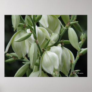 Yucca Blooms Poster