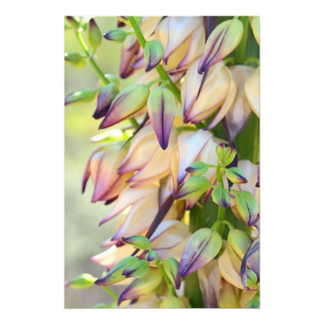 yucca flowers photo print (Front)