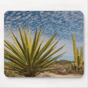 Yucca In The Desert, Mexico Mouse Mat