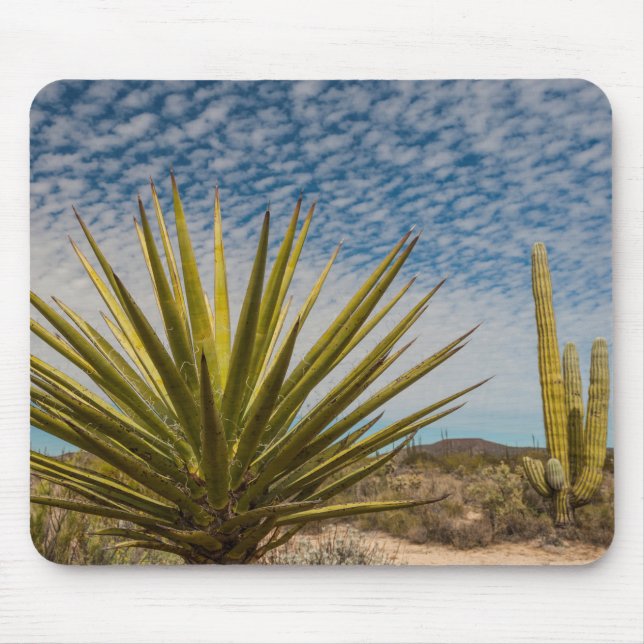Yucca In The Desert, Mexico Mouse Mat (Front)