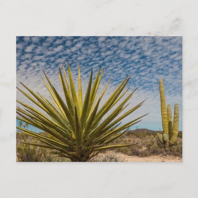 Yucca In The Desert, Mexico Postcard (Front)