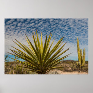 Yucca In The Desert, Mexico Poster