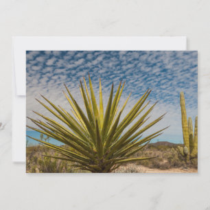 Yucca In The Desert, Mexico Thank You Card