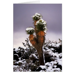 Yucca in the Snow, Black Mountain Henderson Nevada