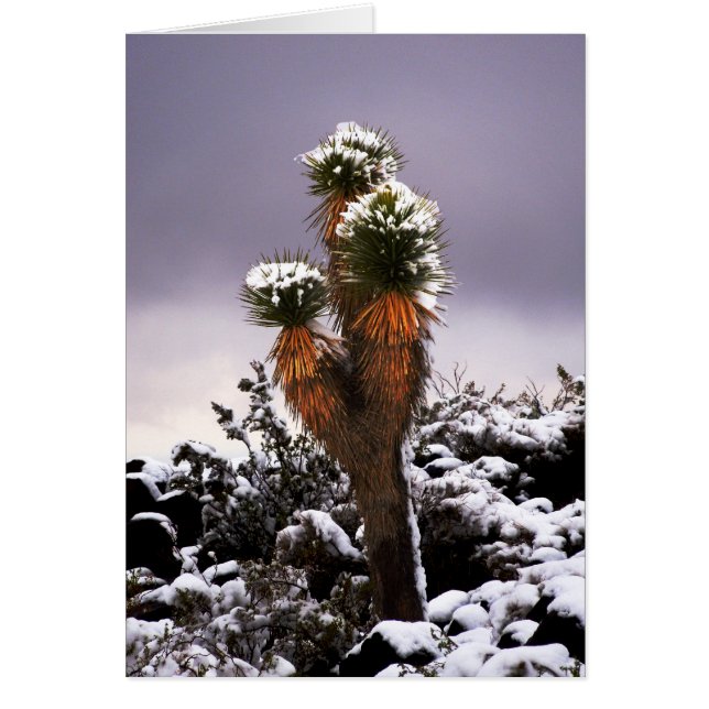 Yucca in the Snow, Black Mountain Henderson Nevada (Front)