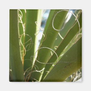 Yucca Leaves Green Nature Photography Magnet