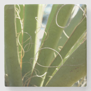Yucca Leaves Green Nature Photography Stone Coaster