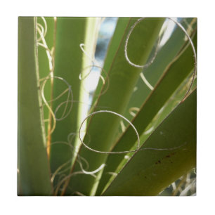Yucca Leaves Green Nature Photography Tile
