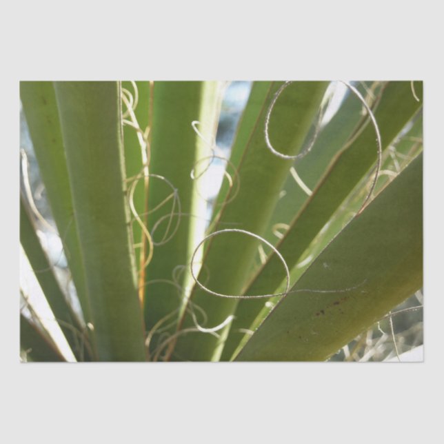 Yucca Leaves Green Nature Photography Tissue Paper (Front)