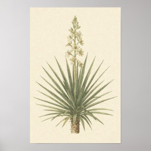Yucca Plant Botanical Poster