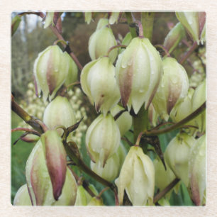 Yucca Plant  Glass Coaster