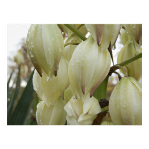 Yucca Plant Photo Print