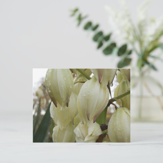 Yucca Plant  Postcard (Standing Front)