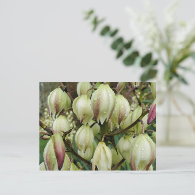 Yucca Plant  Postcard (Standing Front)