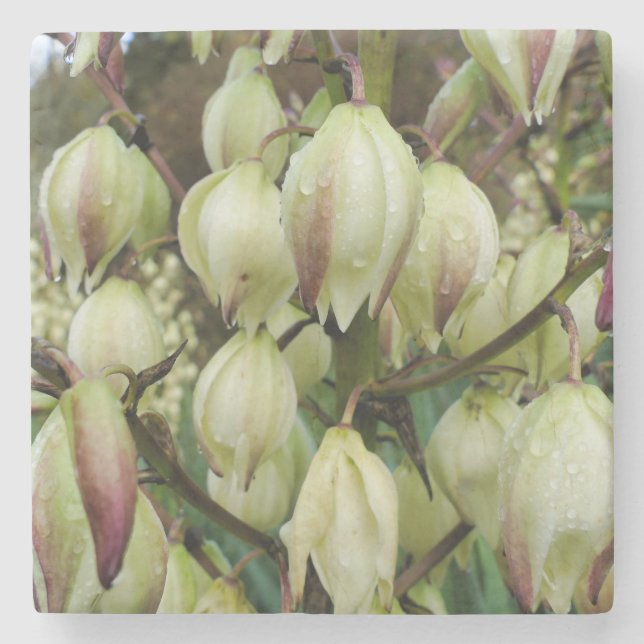 Yucca Plant  Stone Coaster (Front)