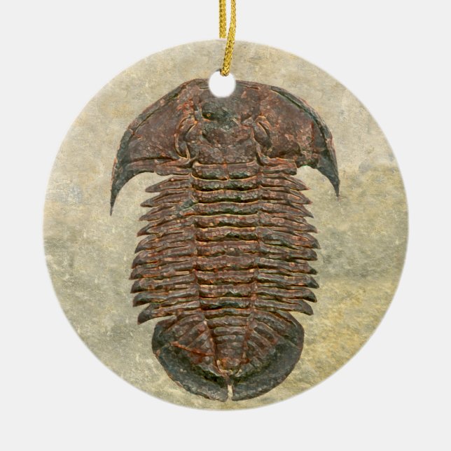 Yuepingia Fossil Trilobite Ceramic Tree Decoration (Front)