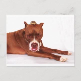 Yuk, there's a toad on my head postcard