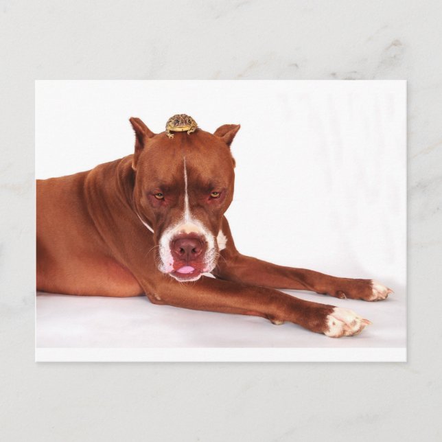 Yuk, there's a toad on my head postcard (Front)