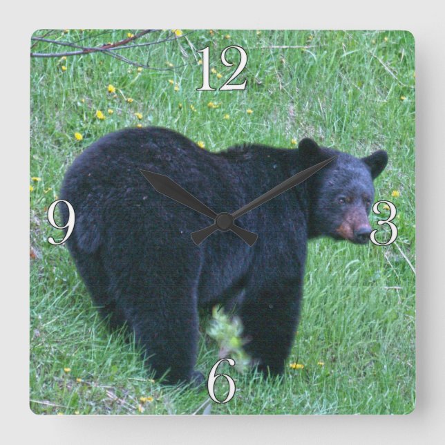 Yukon Black Bear & Wilderness Photo Art Square Wall Clock (Front)