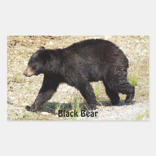 Yukon Black Bear Wildlife Sticker Gifts (Front)