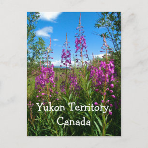 Yukon Fireweed Postcard