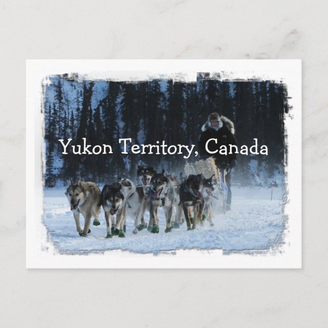 Yukon Quest Dogsled Team; Yukon Territory, Canada Postcard (Front)