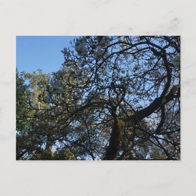 Yulan Magnolia #3 Postcard (Front)