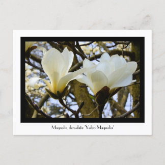 Yulan Magnolia Collectable Postcard