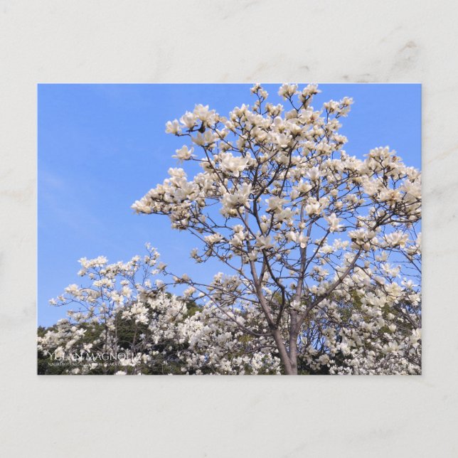 Yulan Magnolia：Postcard Postcard (Front)