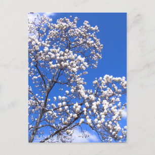 Yulan Magnolia:Postcard Postcard