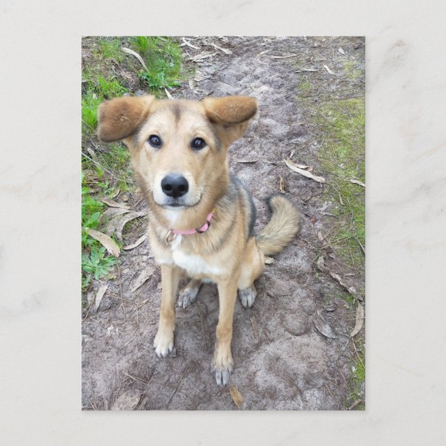 Yume - Female Dog - Akita & German Shepherd - PT Postcard (Front)