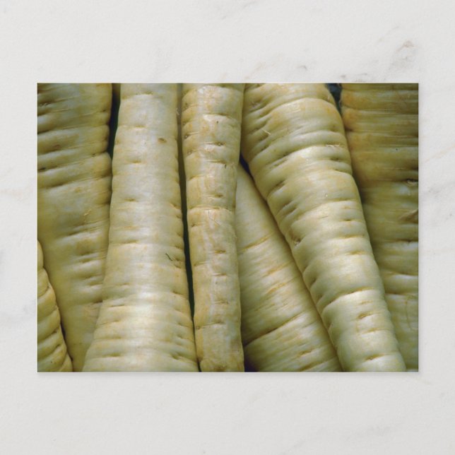 Yummy Parsnips Postcard (Front)