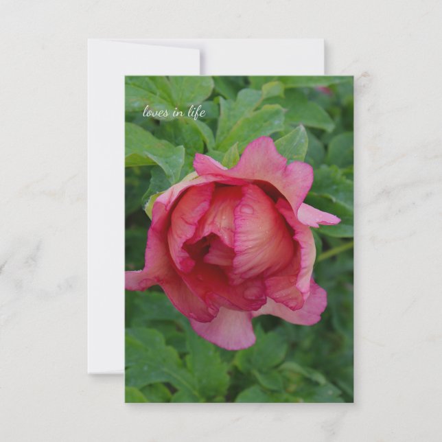 Yummy Pink Blooming Peony Card (Front)