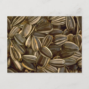 Yummy Sunflower seeds Postcard