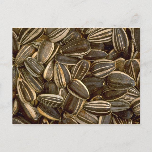 Yummy Sunflower seeds Postcard (Front)