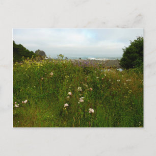 Yurok Loop Trail at Redwood National Park Postcard