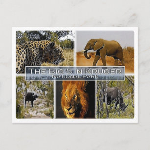 ZA * SOUTH AFRICA -  THE BIG 5 in KRUGER N. P. Postcard