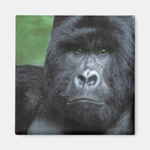 Zaire, Virungas National Park. Portrait of Magnet