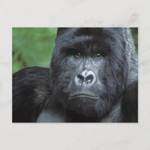 Zaire, Virungas National Park. Portrait of Postcard
