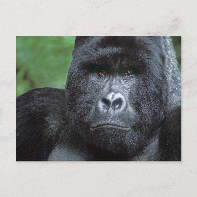 Zaire, Virungas National Park. Portrait of Postcard (Front)