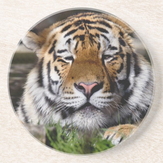 Zambar Tiger Coaster (Front)