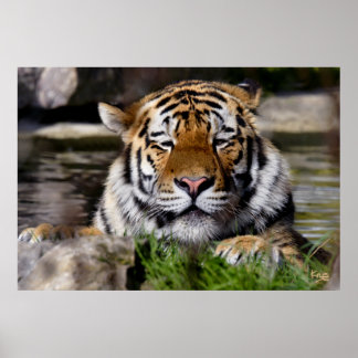Zambar Tiger Print