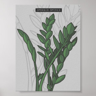 Zamioculcas zamiifolia ZZ Plant Poster