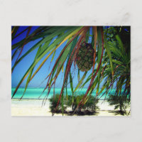 Zanzibar ,  Africa Postcard