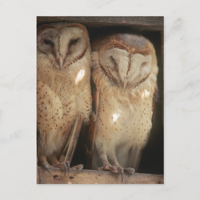 Zanzibar, Tanzania, East Africa Postcard (Front)